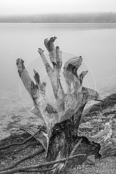 Grayscale shot of a gnarly washed up tree stump