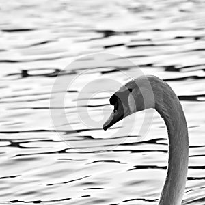 Grayscale shot of a graceful swan swimming in the lake