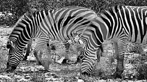 Grayscale shot of grazing zebras.