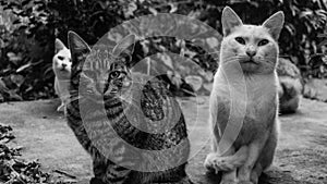 Grayscale shot of a group of cats in a park