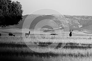Grayscale shot of a herd of deer on the field of Cabaneros National Park in Montes de Toledo, Spain photo