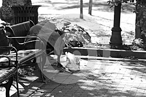 Grayscale shot of a homeless person sleeping on a bench in a park