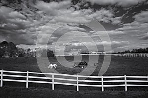 Grayscale shot of horses in the barn under a cloudy sky with a fence on the foreground