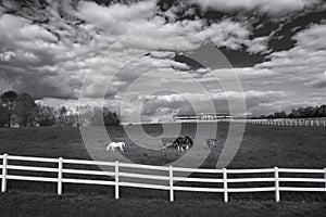 Grayscale shot of horses in the barn under a cloudy sky with a fence on the foreground