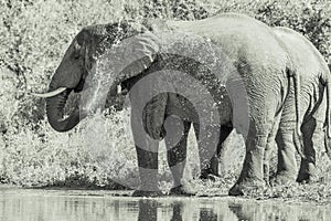 Grayscale shot of a large elephant wading in a pond in a nature reserve