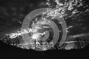 Grayscale shot of leafless trees with the sun shining behind the clouds