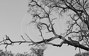 Grayscale shot of a leopard with an open mouth relaxing on a leafless tree in South Africa