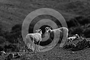 Grayscale shot of a part of a flock of sheep near Canaveral, Spain