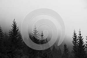 Grayscale shot of spruces in misty weather