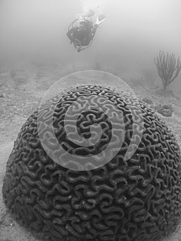 Grayscale shot of a stony coral called Mussidae grown on the bottom of the sea