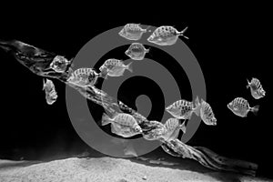 Grayscale shot of striped metinnis fish