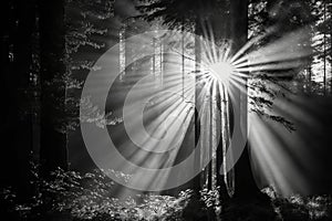 Grayscale shot of sun rays shining through trees in a forest