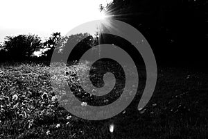 Grayscale shot of the sun shining over a rural field in Loire-Atlantique, France