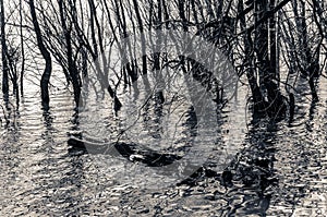 Grayscale shot of trees growing near the sea with cut branches and water plants in the water
