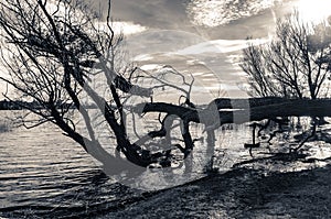 Grayscale shot of trees growing near the sea with cut branches and water plants in the water