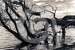 Grayscale shot of trees growing near the sea with cut branches and water plants in the water