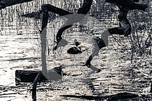 Grayscale shot of trees growing near the sea with cut branches and water plants in the water