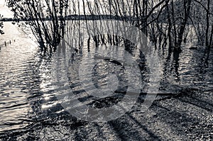 Grayscale shot of trees growing near the sea with cut branches and water plants in the water