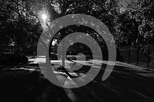 Grayscale shot of trees and parked cars on a street