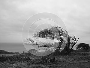 Grayscale shot of wind-blown tree branches by the lake in an outdoor setting