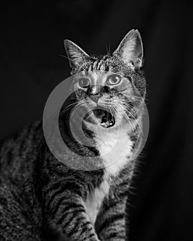 Grayscale shot of a yawni cat on a black background