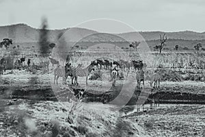 Grayscale shot of the zebras and antelopes. Safari in Mikumi National Park, Tanzania.