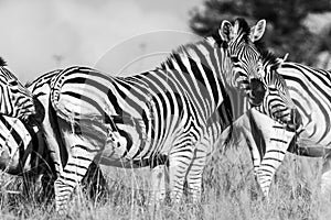 Grayscale shot of zebras standing in tall grass.