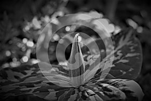 Grayscale of toadshade flower (Trillium sessile) in a garden