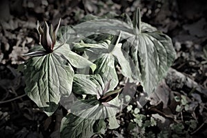 Grayscale of toadshade flower (Trillium sessile) in a garden