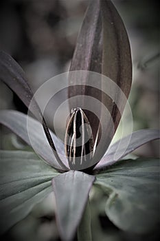 Grayscale of toadshade flower (Trillium sessile) in a garden photo