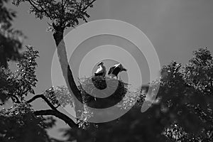 Grayscale of two white storks (Ciconia ciconia) in their nest on the tree