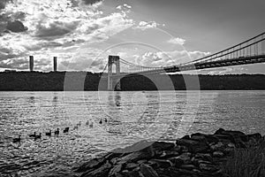 Grayscale view of the birds swimming in the river under the George Washington Bridge