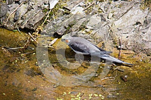 Singing parakeets sit