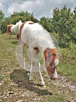 Grayson Highlands Feral Pony