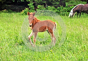 Grayson Highlands Feral Pony Foal