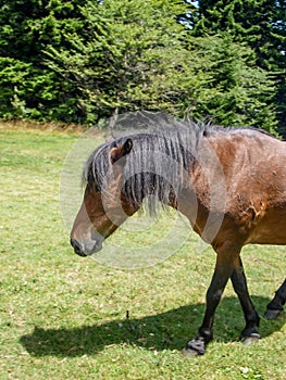 Grayson Highlands Feral Pony Foal