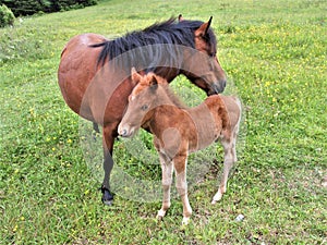 Grayson Highlands State Park Feral Ponies