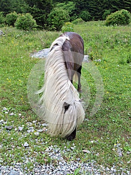 Grayson Highlands State Park Feral Pony