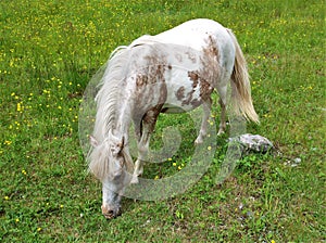 Grayson Highlands State Park Feral Pony