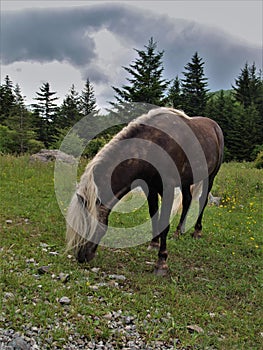 Grayson Highlands State Park Feral Pony