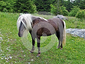 Grayson Highlands State Park Feral Pony