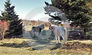 Grayson Highlands Wild Ponies