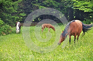 Grayson Highlands Wild Ponies