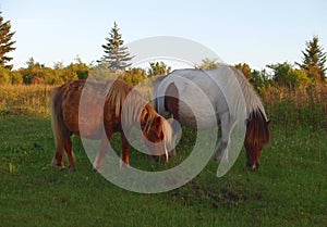 Grayson Highlands Wild Ponies