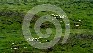 Graze cattle in fresh grassland