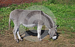 Grazed mule