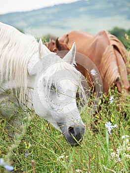 Grazeing arabian dams at the pasture
