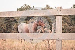 Grazent horse behind a fence, 2 horses are grazing in a meadow, the sun sets