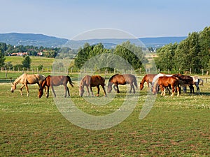 Grazer horses in Balaton uplands, Hungary