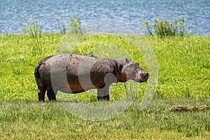 Grazes eats on green grass. pygmy hippo Pygmy hippopotamus is cute little hippo against the background of grass and lake